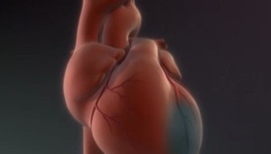 Úžasná správa: Vedci sú len krok od vyvinutia lieku na dedičné ochorenie srdca!