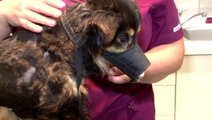 4 broky v pľúcach a jeden v stehne. Veterinári sú zúfalí. Ľudia si zo zvierat robia živé terče