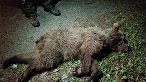 Zásahový tím eliminoval problémového medveďa. Na terase domu usmrtil psa