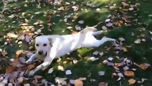 Majitelia psov, pozor. Od septembra máte nové povinnosti