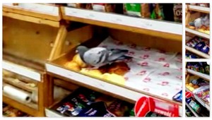 VIDEO. Holub na nákupe v hypermarkete? Nič nie je nemožné...