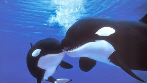 Kosatky sa bozkávajú a uzmierujú: Video prvýkrát zachytilo vzácny moment