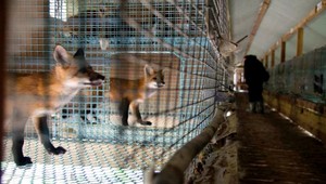 Kožušinové farmy do januára 2019 skončia