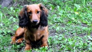 Pomôžte nájsť Dastyho, je členom rodiny