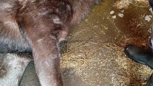 Návštevníci českej ZOO majú na svedomí smrť samičky losa, čakala dve mláďatá