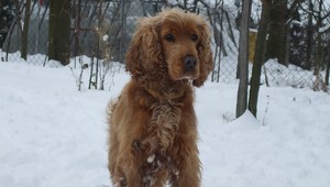 Pri Pezinku sa stratila fenka Perla