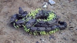 Pomsta dikobraza! Tento stret had zrejme nerozchodí