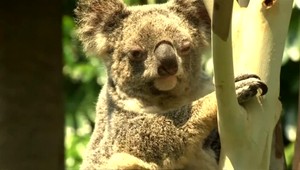 Odborníci na koaly varujú: Nie je dostatok dospelých jedincov, hrozí im vyhynutie