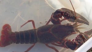 Invazívne raky sa premnožili, ničia hrádze a zabíjajú pôvodné raky