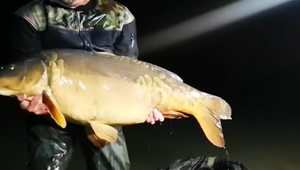 Kapitálny úlovok: Rybár ulovil takmer 35-kilového kapra