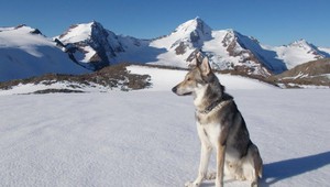 VIDEO: Po streche Európy sa prešiel prvý pes