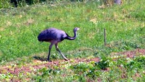 Bánovčania sú zúfalí. Nevedia chytiť Nandua, ktorý sa udomácnil v poli