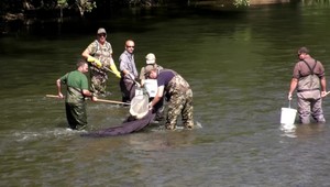 Podľa rybárov uhynulo v Hrone 40 ton rýb, život sa tam bude vracať 10 rokov