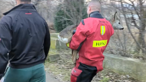 Nečakaná záchranná akcia: Srnka bojovala o život v jazere