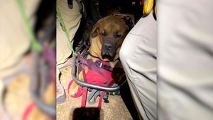 Netradičná akcia. Záchranári v horách pomáhali psovi, zniesli ho na nosidlách