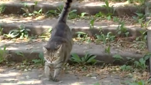 Kto ubližuje bezbranným zvieratkám? V obci sa objavili dva prípady zranených mačiek