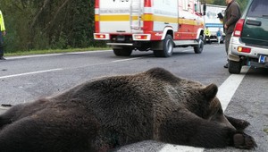 Smrteľná nehoda na Liptove. Muž prišiel o život po zrážke s medveďom