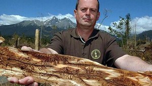 Kalamita po lykožrútoch v Tatrách neustupuje