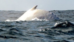 Plachý obor, ktorý nepotrebuje farby, aby žiaril