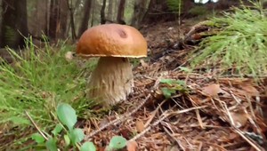 Prognózy boli zlé, no huby rastú. Okrem nich, ale aj odpad v slovenských lesoch