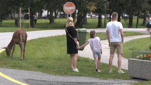 Jeleniu zver v Tatrách čaká prevýchova, zvieratá presťahujú do "polepšovne"