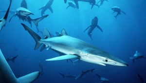 Adrenalínová rybačka. Po udici sa vrhol žralok