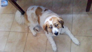 V Branči sa stratila Aisha, nevideli ste ju?