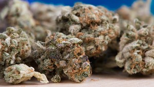 V Amerike si objednávajú trávu tak, akoby nebol zajtrajšok