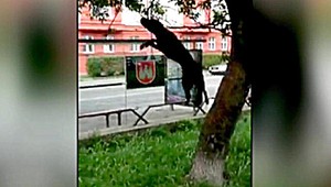 VIDEO. Lietajúci pes ako z Matrixu!