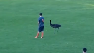 Na futbalovom ihrisku sa objavil nečakaný hráč. Počas zápasu museli naháňať strateného pštrosa