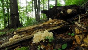 Nová stratégia EÚ na ochranu biodiverzity: Naše národné parky prejdú zásadnou zmenou, tvrdí Wiezik