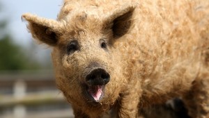 Prasiatko či ovečka? Vyberte si, čo sa vám viac páči