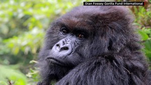 Posledná gorila zo známeho filmu Gorily v hmle je po smrti