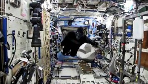 Gorila vo vesmíre? Nie, to sa len Kelly nudil na vesmírnej stanici