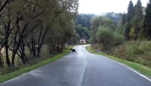 Za hranicami slovenských Tatier sa po meste prechádzajú medvede. Hľadajú potravu na zimu