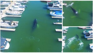 VIDEO: Veľryba zablúdila do prístavu