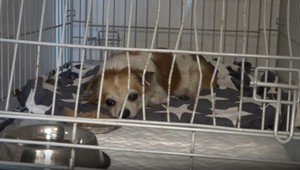 Tragické nehody na Zemplíne: Zrazené psy doplácajú na nedbanlivosť majiteľov