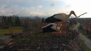 Otrasný čin: Niekto dostrieľal bociana, jeho spoločenská hodnota je 2 300 eur