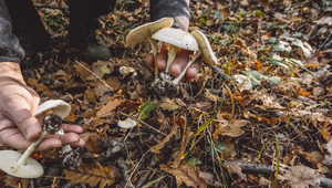Otrávila muchotrávkou príbuzných alebo išlo o strašnú nehodu? Žene hrozí doživotie