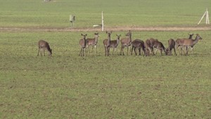 Poľnohospodárom zjedla lesná zver repku a iné plodiny. Vyčíslili miliónové škody