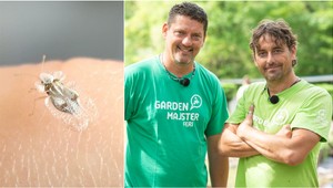 Všade vám lezú tieto malé priesvitné chrobáčiky a neviete, čo to je? Pozor, je to škodca!