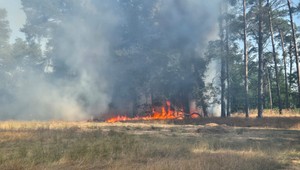 Na Záhorí vypukol lesný požiar, s plameňmi bojuje množstvo hasičov