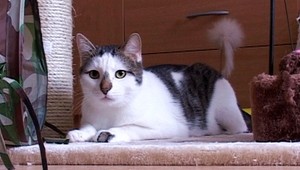 V Púchove niekto strieľa do mačiek, pomáha im istá žena