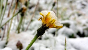 Pripravte si metličky a škrabky, v noci nás čaká poriadna snehová nádielka