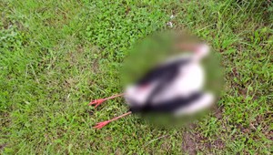 Bocian, ktorý priletel na Slovensko z Afriky, zomrel po zásahu prúdom