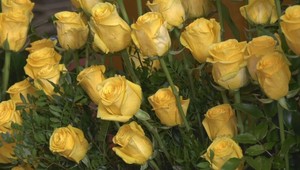 Farský kostol rozkvitol 3000 ružami: Výnimočnú výstavu pripravilo takmer 40 ľudí