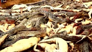 Rozhnevaní dedinčania chceli pomstiť smrť muža, zavraždili takmer 300 krokodílov