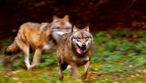 Svorka vlkov zaútočila na farmu. Zanechala krvavú spúšť