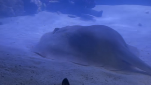 Raja otehotnela v akváriu, kde boli iba žraloky. Ako je to možné?