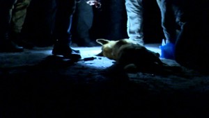 Deväť mesiacov po tragickej smrti ornitológa (35) sa pred súd postavil majiteľ psov